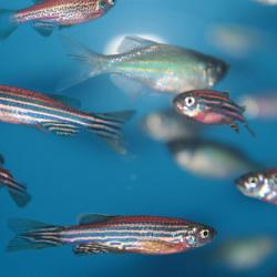 zebrafish2