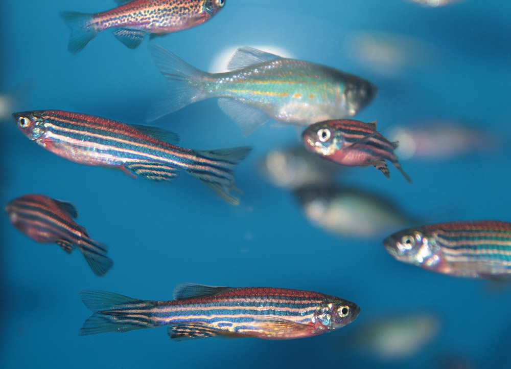 zebrafish2